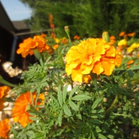 Marigold Flowers