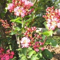 Crape Myrtle