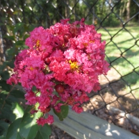 Crape Myrtle