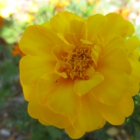 Yellow Flower