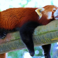 Red panda