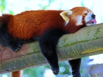 Red panda