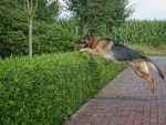 German shepherd