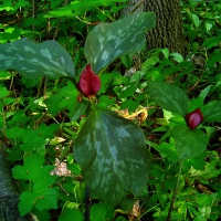 Prairie Trillium, Sweet Betty