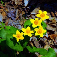 Marsh Marigolds