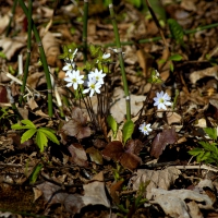 Wood Anemones