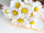 Bouquet of daisies