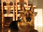 German shepherd