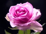 Fresh beautiful rose