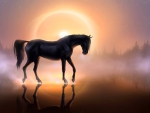 Magnificent Black Horse