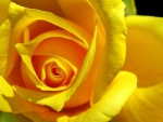 YELLOW ROSE BEAUTY