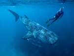 WHALESHARK DEEP AT THE OCEAN