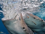 WHALE SHARK EATING