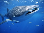 WHALE SHARK HUNTING