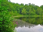 Calm Pond