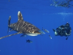 SHARK NEAR THE DIVER