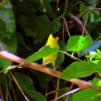 American Goldfinch