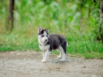 Husky