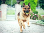 German shepherd