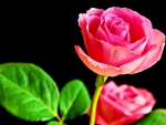 PINK ROSE:- For yu Dear Alexandra