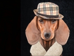 Handsome dachshund