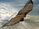 Flying eagle