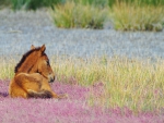 Horse summer