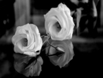 âœ¿White Rosesâœ¿