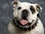 Bulldog