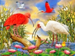 âœ¬Scarlet and White Ibisâœ¬