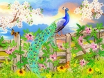 âœ¬Peacock on Garden Fenceâœ¬