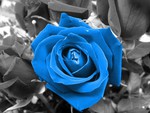 Blue Rose