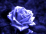 Blue Rose