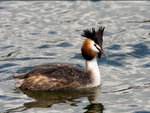 Great crested grebe