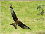 Red Kite ~ Milvus milvus