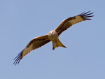 Red Kite ~ Milvus milvus
