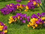 Crocuses