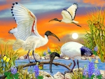 âœ¬Sacred Ibisâœ¬