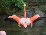 American Flamingo
