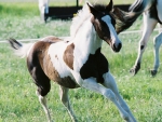 PLAYING PINTO FOAL