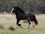 STRONG DRAFT HORSE