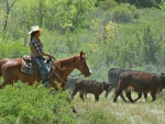 Working Cowgirl