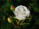 White Rose With Rosebuds