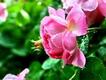 ROSE BEAUTY WITH WATERDROPS