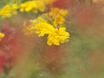 Marigold