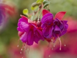 Fuchsia