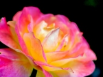 PINK CREAMY GOLDEN ROSE
