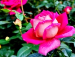 PRETTY PINK ROSE BEAUTY