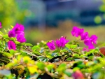 BRIGHT beautiful BOUGAINVILLEA