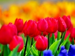 BRIGHT RED TULIPS